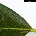 SpeciesSub: var. macrophylla